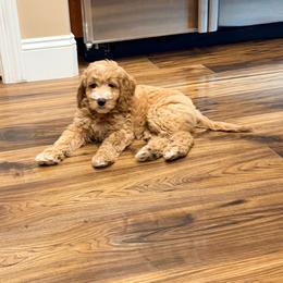 Maui - Red  female Goldendoodle puppy in Anthem/Phoenix, Arizona from Ironwood Doodles