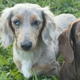 Dachshunds from rdachshunds