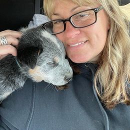 Australian Cattle Dog Puppies from Fox Hill Cattle Dogs