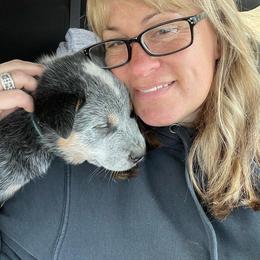 Australian Cattle Dog Puppies from Fox Hill Cattle Dogs