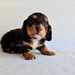 Augustus - Chocolate and tan male Dachshund puppy in Quitman, Mississippi from S-and-A Kennels