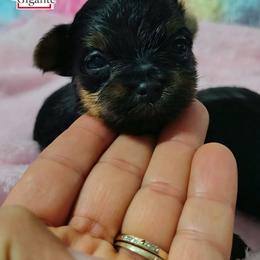Loki - Black and tan male Yorkshire Terrier puppy in California from Corazon de gigante