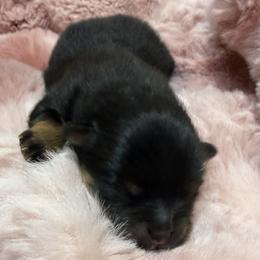 Early Bird  - or 'Birdie' for short - Black and tan female Pomeranian puppy in Lake Forest Park, Washington from Tea Pup Pomeranians