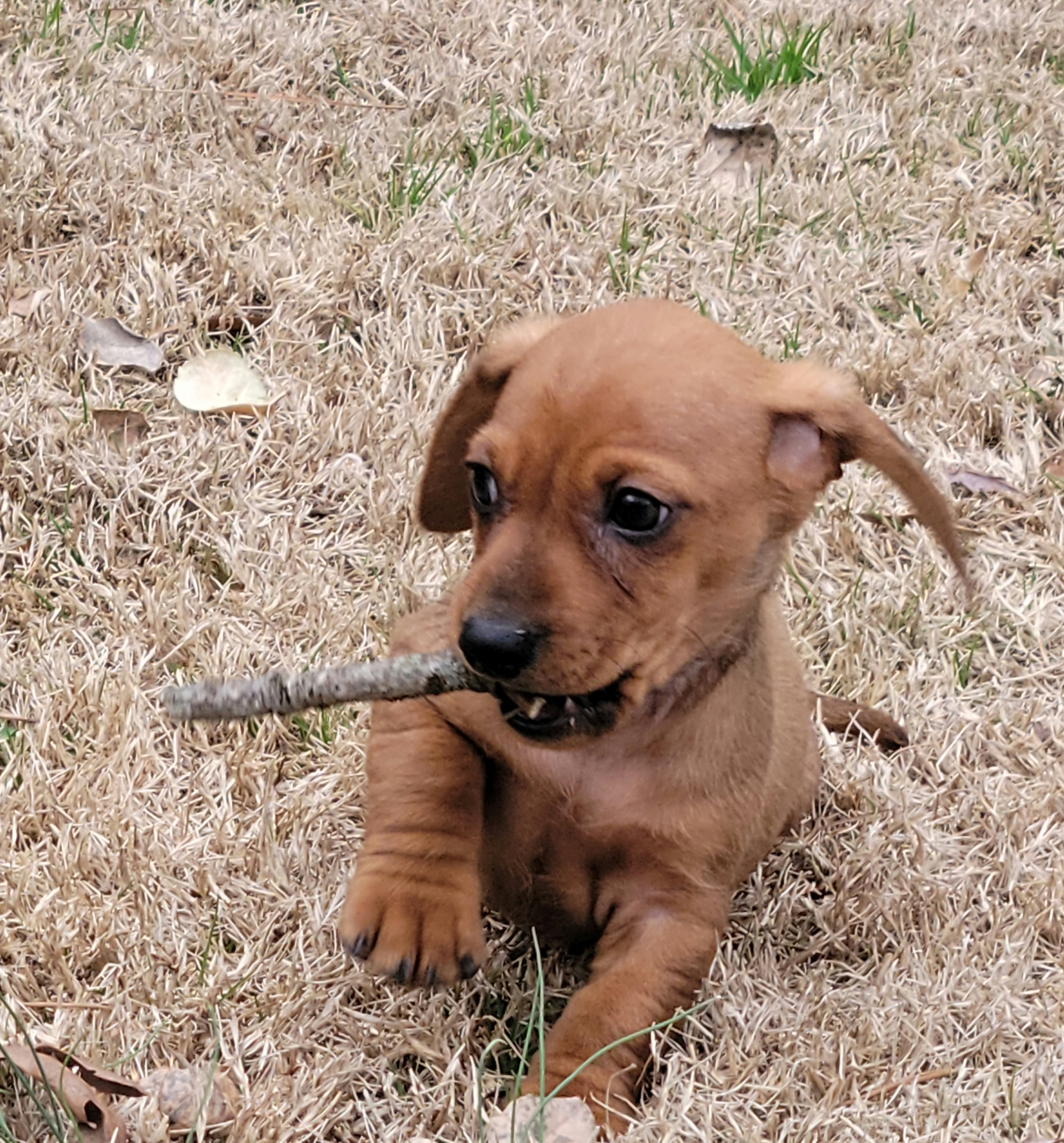 Dachshund Puppies from Evie's Mini Smooth Doxie Ranch