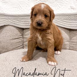 Macadamia nut - Apricot female Goldendoodle puppy in Burleson, Texas from Kendall’s Kennel