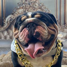 Dublin - Bulldog