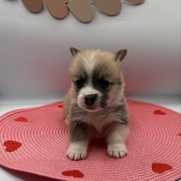 Blue Collar - Red male Pembroke Welsh Corgi puppy in Abingdon, Virginia from Em-K Kennels
