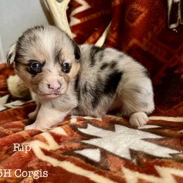 American Corgi Puppies from 5H Corgis