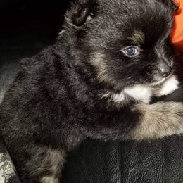 Pomeranian Puppies from KB Pom Pups
