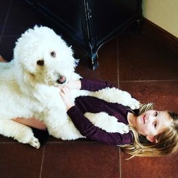 Daisy - Goldendoodle