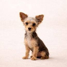 Penny - Yorkshire Terrier
