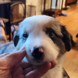 Smudge - Blue merle female Australian Shepherd puppy in Tallahassee, Florida from H&H Red Gate Farm