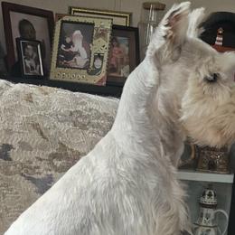 SERENITY - Miniature Schnauzer