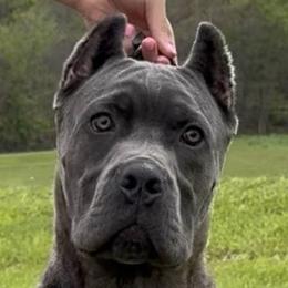 Cane Corso from MVK9