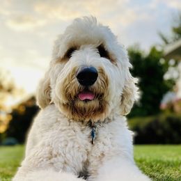 Huxley - Goldendoodle