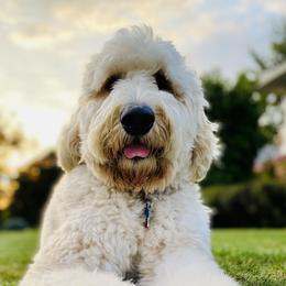 Huxley - Goldendoodle