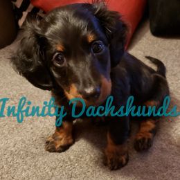 Dachshund Puppies from Infinity Dachshunds