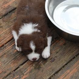 Australian Shepherd Puppies from Starlit Grove Australian Shepherds