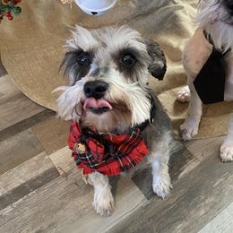 Sofie - Miniature Schnauzer