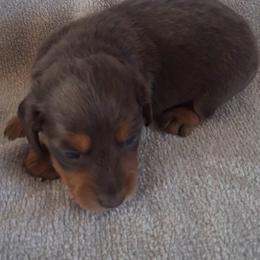 Milo - Blue and tan male Dachshund puppy in Hillsville, Virginia from Bonderosa Kennels