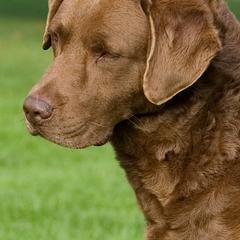 Chesapeake Bay Retrievers from Desert Winds Chesapeakes
