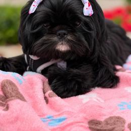 Luna - Black and white female Shih Tzu puppy in Lakewood, California from GariTzu Kingdom