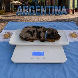 Argentina - Merle male Goldendoodle puppy in Houston, Texas from Were The Mack'Doodles