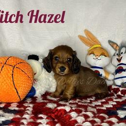 Witch Hazel - Red female Dachshund puppy in Monitor, Washington from Shannon Dolly’s Dachshunds