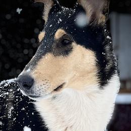 Collie All Grown Up from Deer Hill Collies