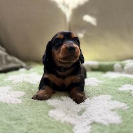 Truffle - Black and tan male Dachshund puppy in Moore, South Carolina from Tippy Toes Dachshunds
