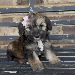 Snickers 1200 - Grizzle female Sheepadoodle puppy in Cartersville, Georgia from Simply Blessed Doodles