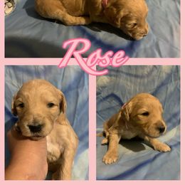 Rose - Goldendoodle puppy from Zona’s Teddybear GoldenDoodles