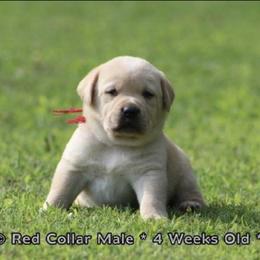 Anakin (Red Collar) - Yellow male Dilute Retriever puppy in Little Rock, Arkansas from Charcoal And Silver Labs