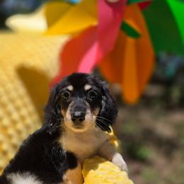 Fay - Piebald female Dachshund puppy in Tuscaloosa, Alabama from Watermelon Doxies