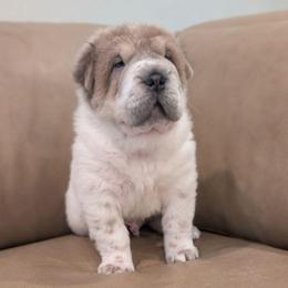 Duloxetine - Blue sable male Chinese Shar-Pei puppy in Clarksville, Tennessee from Wrinkle Bum Shar-Pei