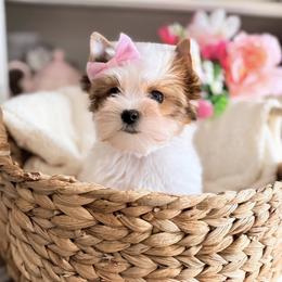 Biewer Terrier and Russian Salon Dog Puppies from Petit Bijou