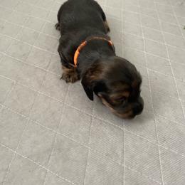 Kevin - Tiny white spot on chest - Black and tan male Dachshund puppy in Bakersfield, California from Open Hourglass LLC