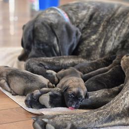 Goldendoodles and Mastiffs from Diana's Puppies