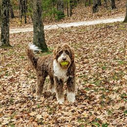 Aussiedoodle All Grown Up from Sand Hill Aussies and Doodles