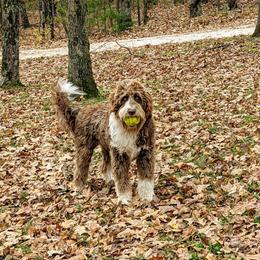 Aussiedoodle All Grown Up from Sand Hill Aussies and Doodles