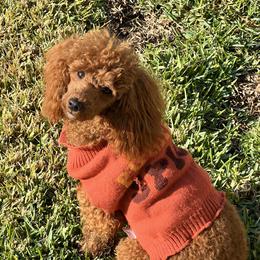 Caroline - Poodle