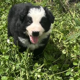 Tre - Tri-color male Border Collie puppy in Elkhorn, Wisconsin from MoonStar Farm