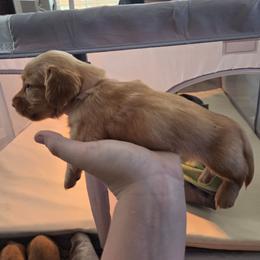 Pink - Cream female Dachshund puppy in Lebanon, Missouri from Helping Hands, LLC