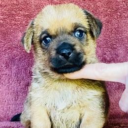 Red Collar Female - Black and tan female Norfolk Terrier puppy in Bristol, Tennessee from Holston Hollow Farm