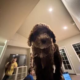 Labradoodle Puppies from California Double Doodles
