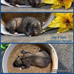 Sally - Agouti and white female Siberian Husky puppy in Canton, Ohio from Bleu Skies Siberian Huskies