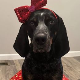 Storm - Bluetick Coonhound