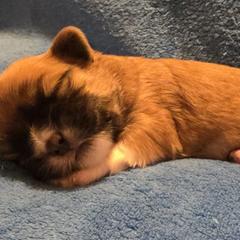Mal-Shi, Maltipoo, and Poodle Puppies from Collier's Canines