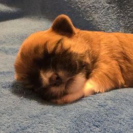 Mal-Shi, Maltipoo, and Poodle Puppies from Collier's Canines