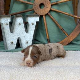 Latte - Red merle female Miniature Australian Shepherd puppy in Checotah, Oklahoma from Wild Outlaw Aussies